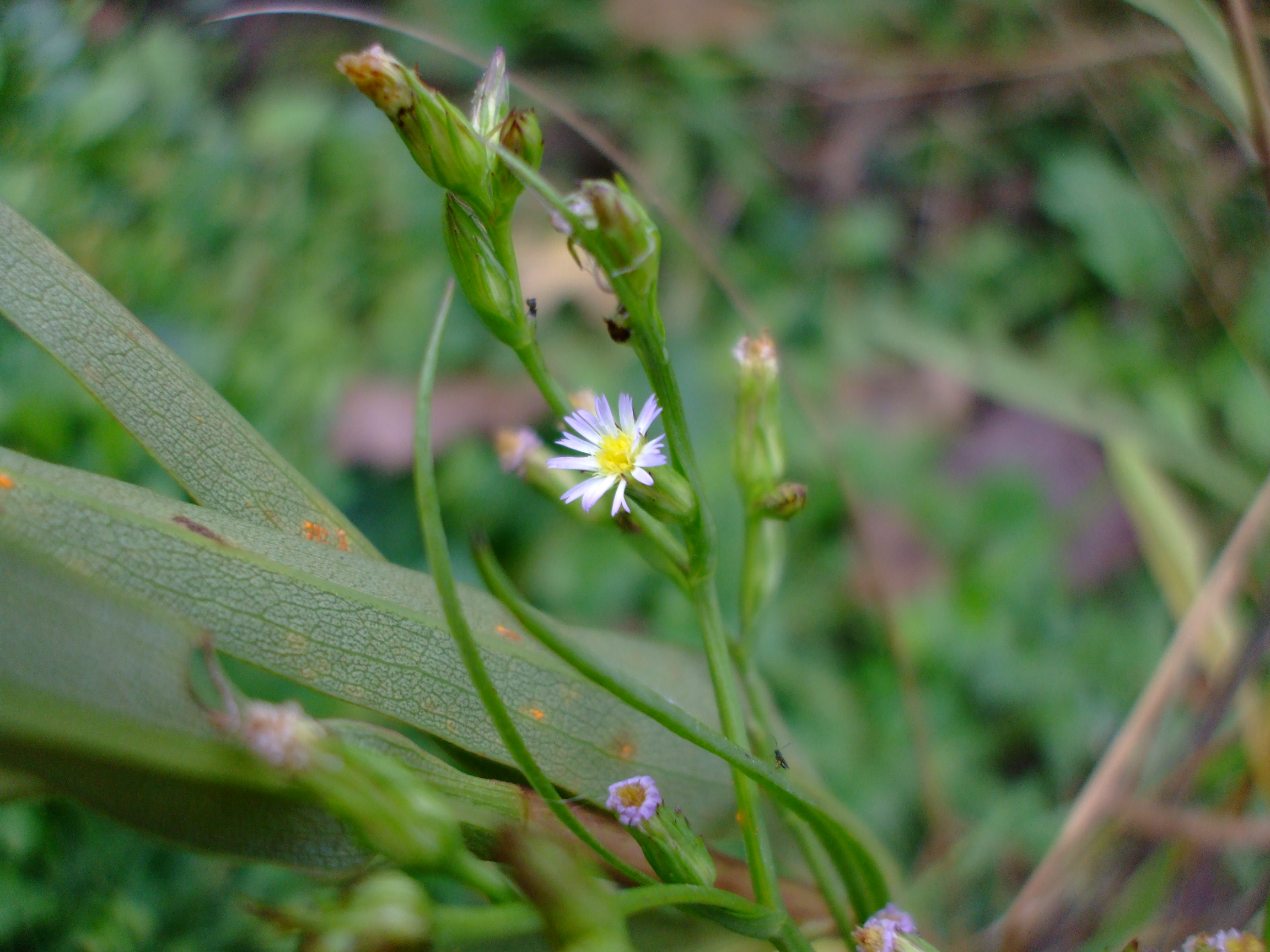 Symphyotrichum subulatum